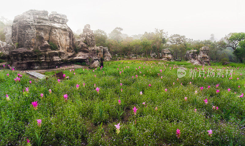 暹罗郁金香(Curcuma sessilis)，在泰国克拉丘，美丽的野花盛开在丛林，泰国Chaiyaphum省国家公园。